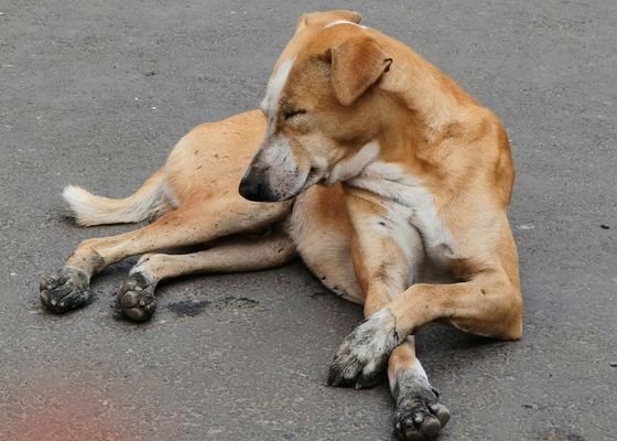 Donate for Street Dog